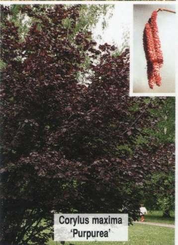 Лещина большая Purpurea Лещина большая Purpurea