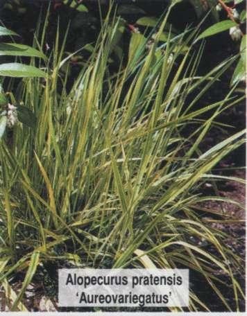 Лисохвост луговой Aureovariegatus Лисохвост луговой Aureovariegatus