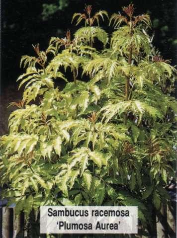 Бузина красная кистистая Plumosa Aurea Бузина красная кистистая Plumosa Aurea
