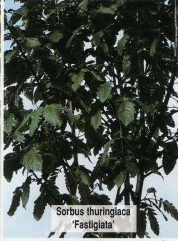 Рябина тюрингская Fastigiata Рябина тюрингская Fastigiata
