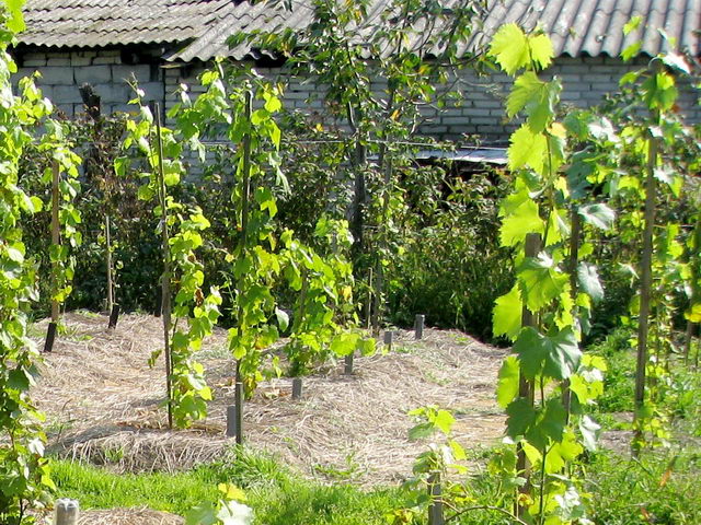 как посадить виноград на участке