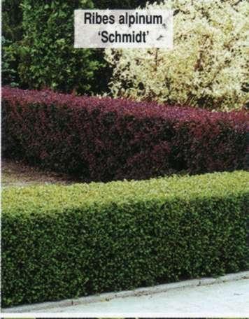 Смородина альпийская Schmidt Смородина альпийская Schmidt